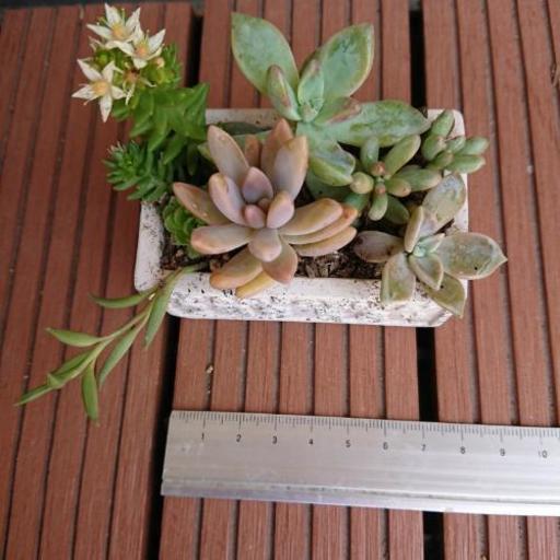 つみきさん 多肉植物 ミニ寄せ植え 鉢ごと もこ 萱町六丁目のその他の中古あげます 譲ります ジモティーで不用品の処分