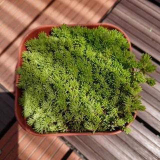 つみきさん 多肉植物🌵セダム