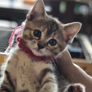 生後約1ヶ月可愛いサビ猫ちゃん ハナハナ 福岡の猫の里親募集 ジモティー