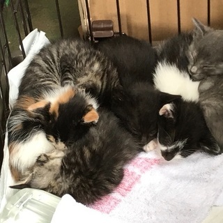 生後4週の子猫ちゃん6匹
