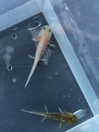 ウーパールーパー 稚魚２匹 ϵ 8 旭川のその他の中古あげます 譲ります ジモティーで不用品の処分