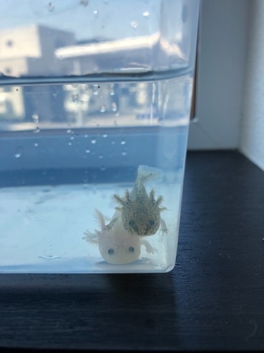 ウーパールーパー 稚魚２匹 ϵ 8 旭川のその他の中古あげます 譲ります ジモティーで不用品の処分
