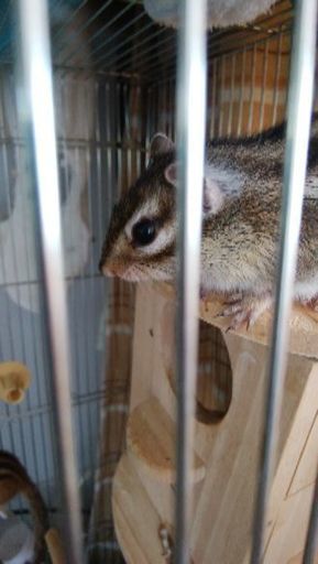 シマリス みな 静岡のその他の里親募集 ジモティー