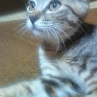 猫好きサークル (shuuさん) 新潟の友達のメンバー募集・無料掲載の 