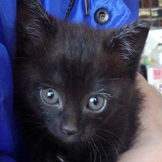 4月5日生まれ 黒猫ちゃん白黒猫ちゃん 可愛い子猫 みぅ 佐波の猫の里親募集 ジモティー 4月5日生まれ 黒猫ちゃん白黒猫ちゃん 可愛い子猫 みぅ 佐波の猫の里親募集 ジモティー