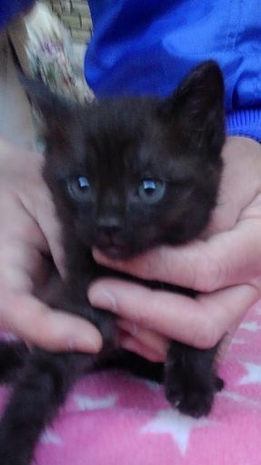 4月5日生まれ 黒猫ちゃん白黒猫ちゃん 可愛い子猫 みぅ 佐波の猫の里親募集 ジモティー 4月5日生まれ 黒猫ちゃん白黒猫ちゃん 可愛い子猫 みぅ 佐波の猫の里親募集 ジモティー