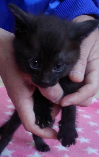 4月5日生まれ 黒猫ちゃん白黒猫ちゃん 可愛い子猫 みぅ 佐波の猫の里親募集 ジモティー