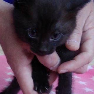 4月5日生まれ 黒猫ちゃん白黒猫ちゃん 可愛い子猫 みぅ 佐波の猫の里親募集 ジモティー