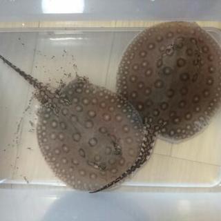 熱帯魚淡水エイ エクセルコロンビアモトロ♂×コロンビアモトロ♀から産まれたベビーラスト1ペア