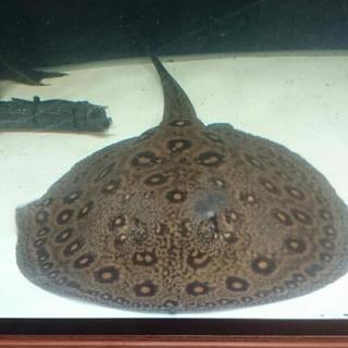 熱帯魚淡水エイ エクセルコロンビアモトロ♂×コロンビアモトロ