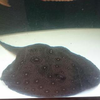 熱帯魚淡水エイ エクセルコロンビアモトロ♂×コロンビアモトロ