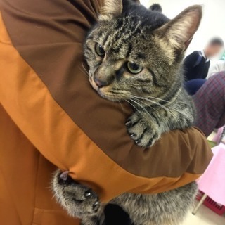 6月3日(日) 猫の譲渡会　名古屋市港区　中部盲導犬協会　みなと猫の会主催 - その他