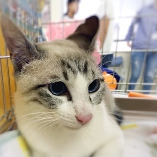6月3日(日) 猫の譲渡会　名古屋市港区　中部盲導犬協会　みなと猫の会主催 − 愛知県