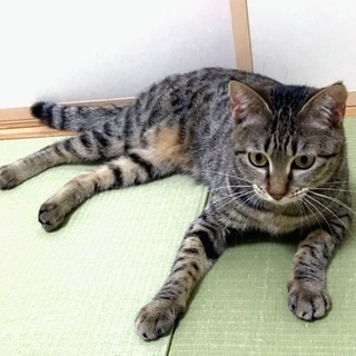 6月17日(日) 猫の譲渡会　名古屋市西区 ふれあい館 円頓寺商...