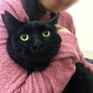 6月24日(日) 猫の譲渡会　名古屋市守山区 もりやま犬と猫の病...