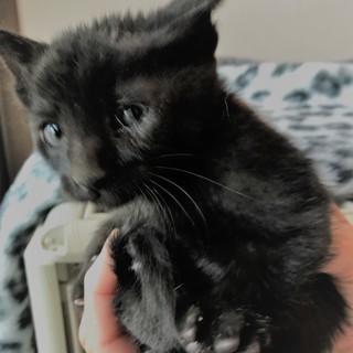 子猫、真っ黒、1ヶ月。