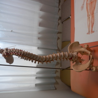 値下げ　背骨模型　ヘルニア付き　医学学生　整骨　鍼灸　整体