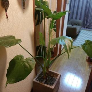 クワズイモ★本物★観葉植物