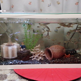 【熱帯魚飼育セット全て】(生体,水槽,グッピー約50匹,用品等)...