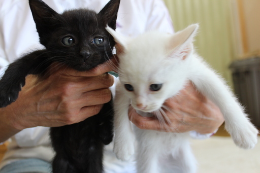 ありがとうございます里親様決定しました 白猫黒猫4兄妹がずっとのお家を待っています 城下町にゃんこの会 和歌山市の猫の里親募集 ジモティー