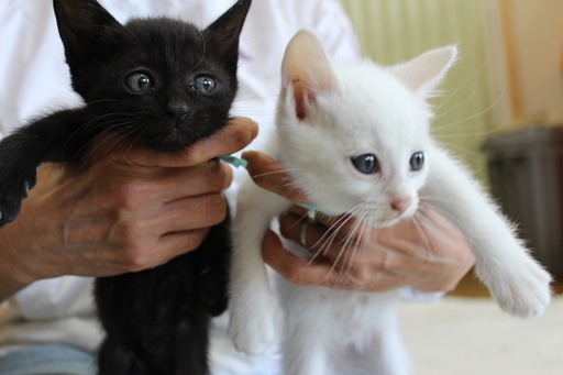 ありがとうございます里親様決定しました 白猫黒猫4兄妹がずっとのお家を待っています 城下町にゃんこの会 和歌山市の猫の里親募集 ジモティー ありがとうございます里親様決定しました 白猫黒猫4兄妹がずっとのお家を待っています 城下町にゃんこの会 和歌山市の猫の里親募集 ジモティー