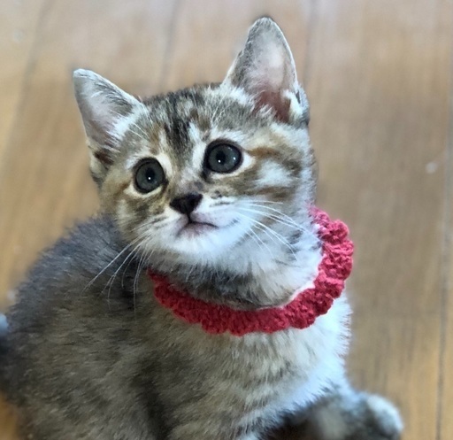 生後約1ヶ月可愛いサビ猫ちゃん ハナハナ 福岡の猫の里親募集 ジモティー
