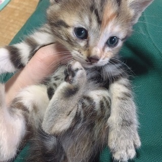 子猫の里親募集です！2018年4月15日に産まれました！