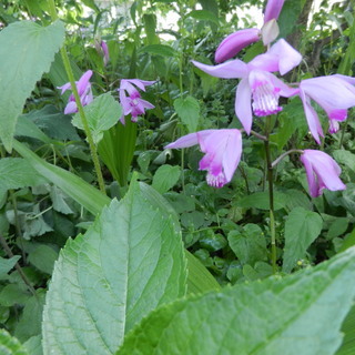 山野草　植物　花　８種までお好きなものをお持ち下さい　1500円　