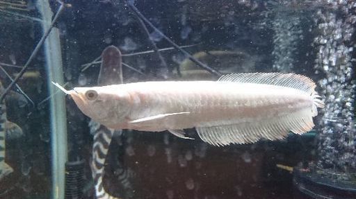ｱﾙﾋﾞﾉｼﾙﾊﾞｰｱﾛﾜﾅ(熱帯魚)