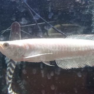 ｱﾙﾋﾞﾉｼﾙﾊﾞｰｱﾛﾜﾅ(熱帯魚)