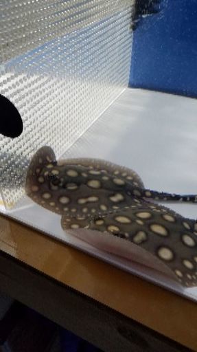 ダイヤ×ポルカ