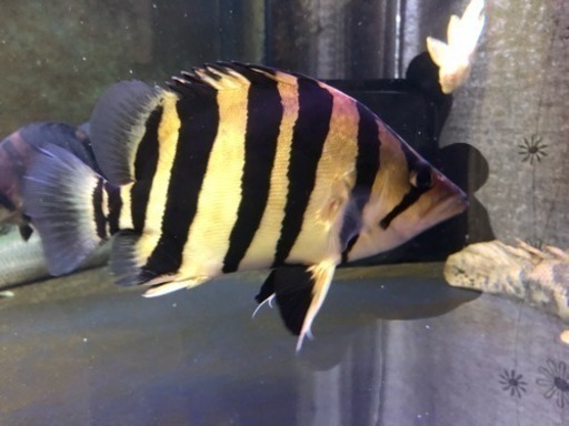 ダトニオ セミショートパーフェクトバンド    熱帯魚 アロワナ