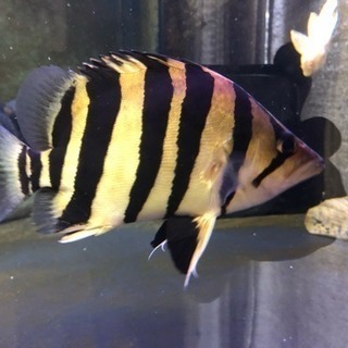 祝開店！大放出セール開催中 ダトニオ セミショートパーフェクトバンド その他 アロワナ 熱帯魚 その他