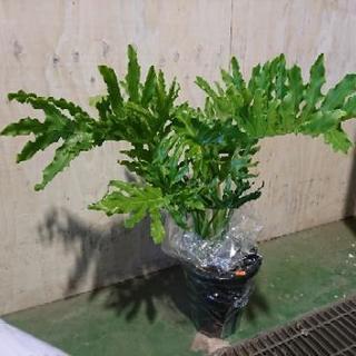 観葉植物 セローム 8寸