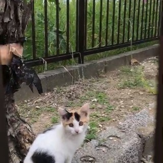 3匹の子猫の家族になって下さい - 猫