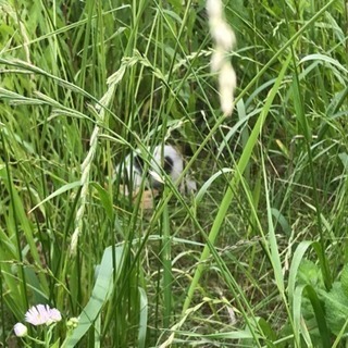 3匹の子猫の家族になって下さい − 千葉県