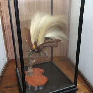 レア！当時物 極楽鳥 ゴクラクチョウ 剥製 置物 縁起物