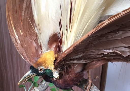 レア 当時物 極楽鳥 ゴクラクチョウ 剥製 置物 縁起物 アンティーク ケース付 Ogaw 杉並のその他の中古あげます 譲ります ジモティーで不用品の処分