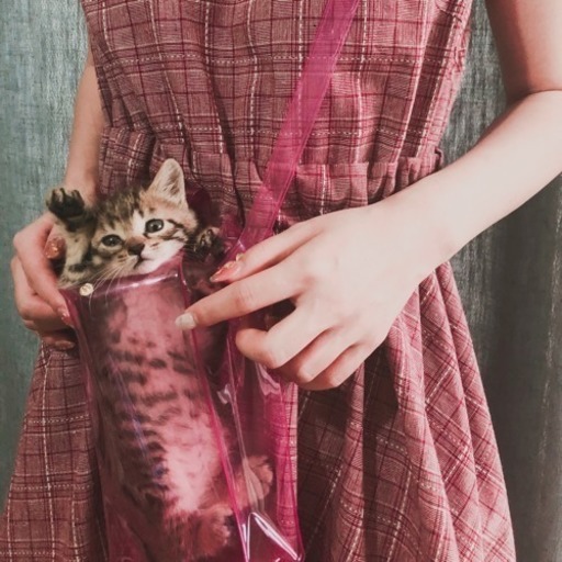 一ヶ月齢子猫 めっちゃ可愛い女の子 候補者相談中 Monday 板橋本町の猫の里親募集 ジモティー 一ヶ月齢子猫 めっちゃ可愛い女の子 候補者相談中 Monday 板橋本町の猫の里親募集 ジモティー
