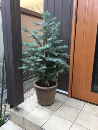 植木 庭木 植物 モミの木 プンゲンストウヒ まーさん 東青梅のその他の中古あげます 譲ります ジモティーで不用品の処分 植木 庭木 植物 モミの木 プンゲンストウヒ まーさん 東青梅のその他の中古あげます 譲ります ジモティーで不用品の処分