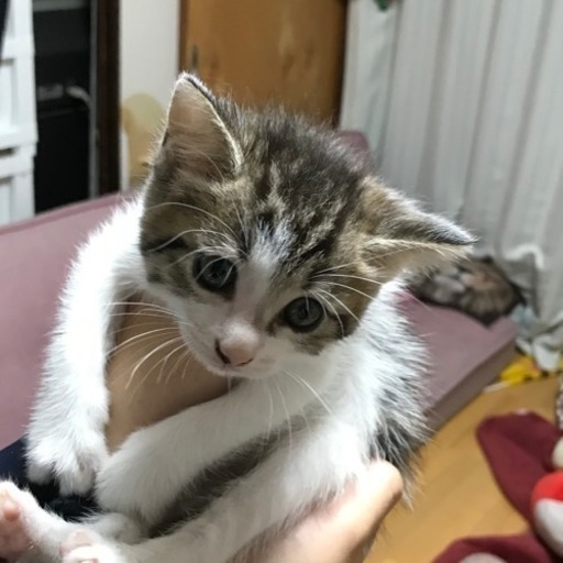 キジ猫の子猫 るな 防府の猫の里親募集 ジモティー