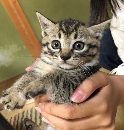 可愛い子猫 キジトラ の里親募集です なーとん 岡山の猫の里親募集 ジモティー