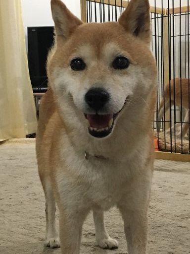 犬 猫の保護活動 ちばにゃん 東海のボランティアのメンバー募集 無料掲載の掲示板 ジモティー 犬 猫の保護活動 ちばにゃん 東海のボランティアのメンバー募集 無料掲載の掲示板 ジモティー