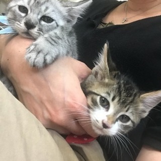 キジトラの兄弟3月生まれの2ヶ月半の子猫