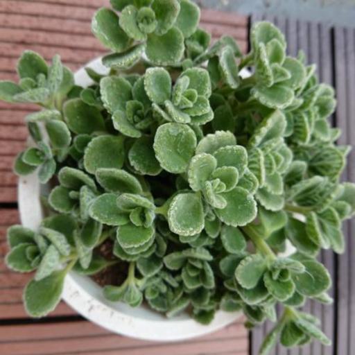 多肉植物 アロマティカス 抜き苗 もこ 萱町六丁目のその他の中古あげます 譲ります ジモティーで不用品の処分