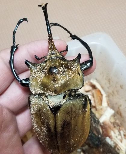 【即ブリード可能】エレファスゾウカブトムシ　ペア