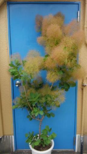 けむりの木 スモークツリー 鉢植え