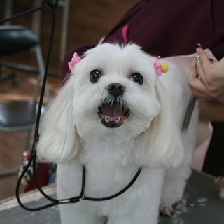 １回から習えます！日曜フリータイム制トリミング技術習得コースがスタート！神戸愛犬美容専門学院　姫路校・神戸校（垂水区） - 教室・スクール