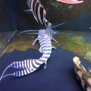 ゼブラキャット マディラ産 48センチ 熱帯魚 水槽 アロワナ