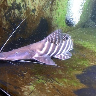 ゼブラキャット マディラ産 48センチ 熱帯魚 水槽 アロワナ